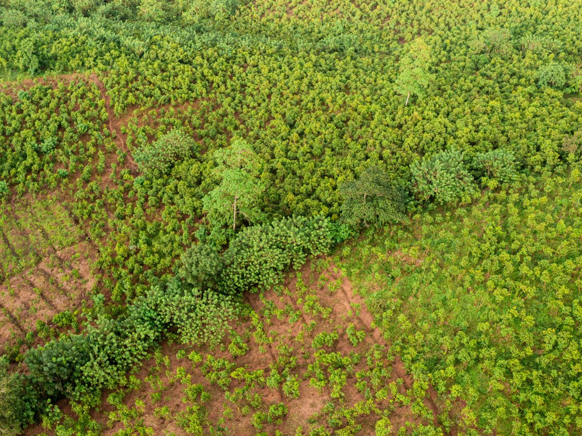 Aerial view of green cinnamon fields on the family estate