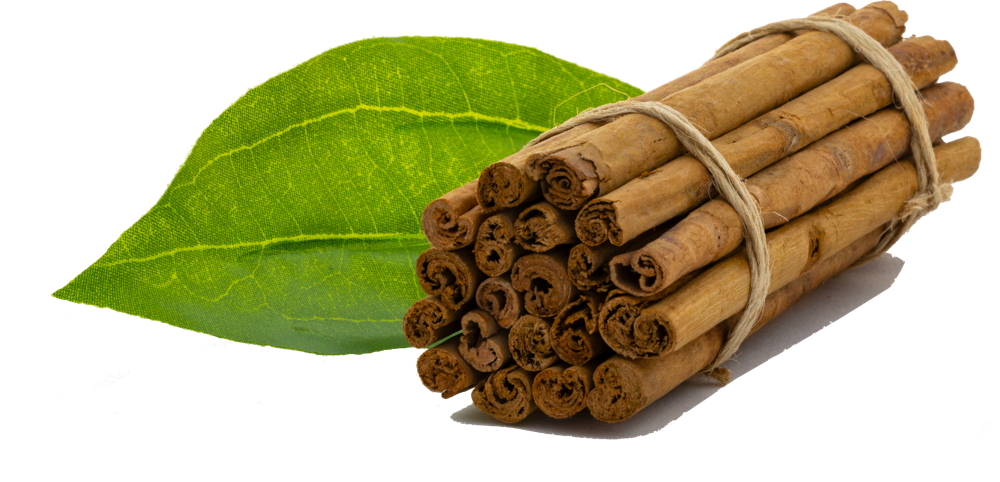 A bundle of Alba-grade Ceylon Cinnamon quills with a cinnamon leaf