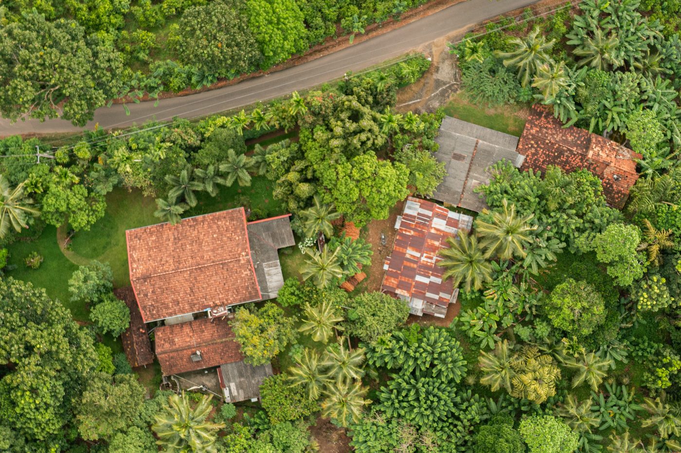 The Auburn family cinnamon plantation in southern Sri Lanka
