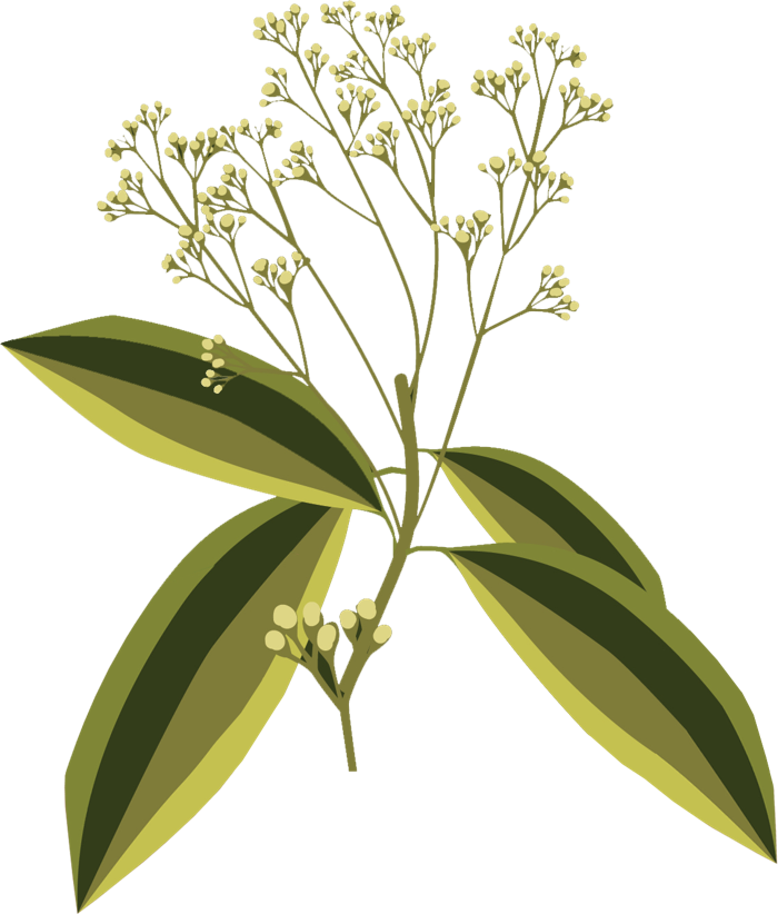 Illustration of Ceylon Cinnamon leaves and flowers